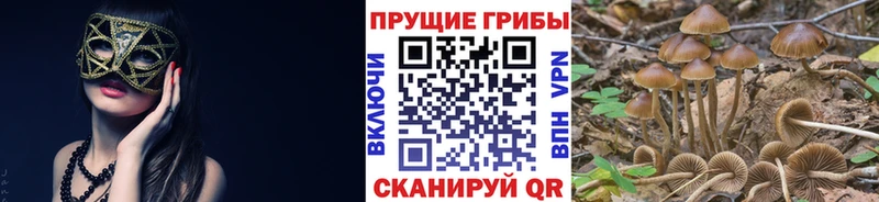 Галлюциногенные грибы Psilocybine cubensis  Чегем 